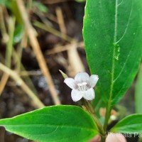 <i>Strobilanthes rhytisperma</i>  C.B.Clarke